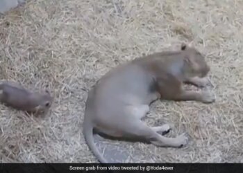 Lioness Jumped Out Of Fear When Lion Cub Tries To Scare Its Mother Then What Happened In Adorable Viral Video