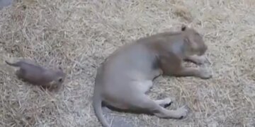 Lioness Jumped Out Of Fear When Lion Cub Tries To Scare Its Mother Then What Happened In Adorable Viral Video