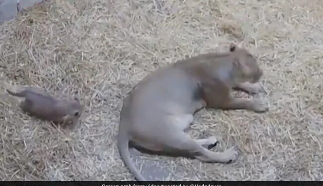 Lioness Jumped Out Of Fear When Lion Cub Tries To Scare Its Mother Then What Happened In Adorable Viral Video