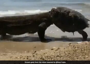 Shocking Video Of Komodo Dragon Eats Turtle And Wears Its Shell Like A Hat Old Video Goes Viral
