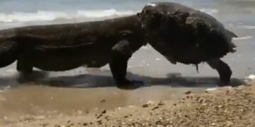 Shocking Video Of Komodo Dragon Eats Turtle And Wears Its Shell Like A Hat Old Video Goes Viral
