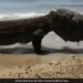 Shocking Video Of Komodo Dragon Eats Turtle And Wears Its Shell Like A Hat Old Video Goes Viral