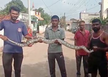 Watch Huge Python Found In The Temple In Maharashtra Rescue Team Caught – मंदिर में विशाल अजगर मिलते ही मचा हड़कंप, रेस्क्यू टीम ने पकड़ा, कहा