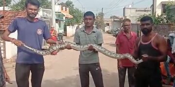 Watch Huge Python Found In The Temple In Maharashtra Rescue Team Caught – मंदिर में विशाल अजगर मिलते ही मचा हड़कंप, रेस्क्यू टीम ने पकड़ा, कहा