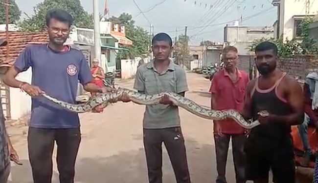 Watch Huge Python Found In The Temple In Maharashtra Rescue Team Caught – मंदिर में विशाल अजगर मिलते ही मचा हड़कंप, रेस्क्यू टीम ने पकड़ा, कहा