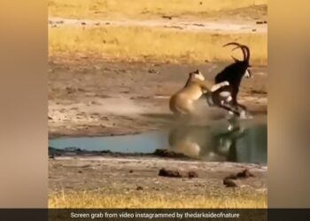Lioness Attacks Antelope: Antelope Uses Curved Horn To Escape Lion’s Attack