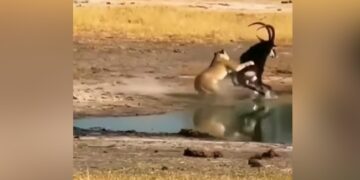 Lioness Attacks Antelope: Antelope Uses Curved Horn To Escape Lion’s Attack