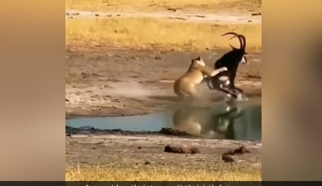 Lioness Attacks Antelope: Antelope Uses Curved Horn To Escape Lion’s Attack