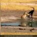 Lioness Attacks Antelope: Antelope Uses Curved Horn To Escape Lion’s Attack