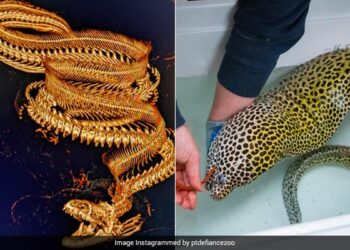 This Incredible Pictures Show 30 Year Old Leopard Eel Getting A CT Scan Photos Goes Viral