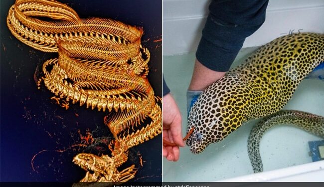 This Incredible Pictures Show 30 Year Old Leopard Eel Getting A CT Scan Photos Goes Viral