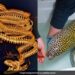 This Incredible Pictures Show 30 Year Old Leopard Eel Getting A CT Scan Photos Goes Viral