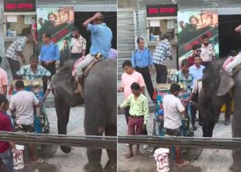 Elephant Eats Golgappe Stands Beside Vendor On Road Internet Loves It See Viral Video – सड़क किनारे लगे ठेले पर मज़े से गोलगप्पे खाता दिखा हाथी, वायरल हुआ Video, लोग बोले