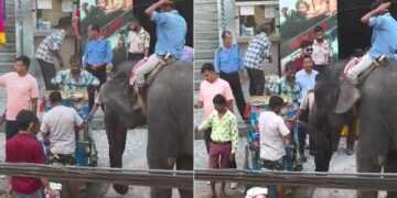 Elephant Eats Golgappe Stands Beside Vendor On Road Internet Loves It See Viral Video – सड़क किनारे लगे ठेले पर मज़े से गोलगप्पे खाता दिखा हाथी, वायरल हुआ Video, लोग बोले