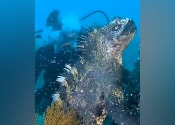 Mysterious Animal Video: Viral Video Of Mysterious Animal Seen Under Ocean People Dubbed It Mini Godzilla