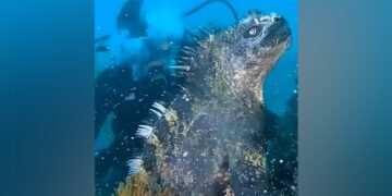 Mysterious Animal Video: Viral Video Of Mysterious Animal Seen Under Ocean People Dubbed It Mini Godzilla