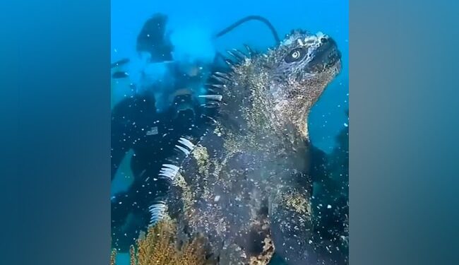 Mysterious Animal Video: Viral Video Of Mysterious Animal Seen Under Ocean People Dubbed It Mini Godzilla