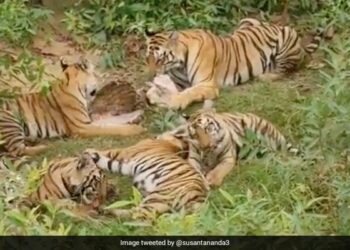 Tigress Enjoys Meal With Her 5 Cubs Internet Loves It Watch Viral Video – बाघिन अपने 5 शावकों के साथ बैठकर बड़े मज़े से खा रही थी खाना, लोग बोले