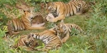 Tigress Enjoys Meal With Her 5 Cubs Internet Loves It Watch Viral Video – बाघिन अपने 5 शावकों के साथ बैठकर बड़े मज़े से खा रही थी खाना, लोग बोले