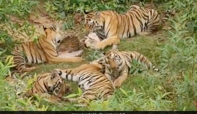 Tigress Enjoys Meal With Her 5 Cubs Internet Loves It Watch Viral Video – बाघिन अपने 5 शावकों के साथ बैठकर बड़े मज़े से खा रही थी खाना, लोग बोले