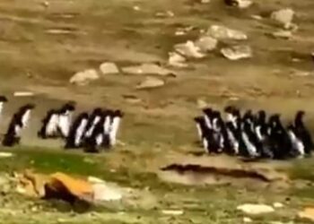 Viral Video: Two Groups Of Penguins Met On The Way, Stopped And Asked Each Others Well Being, You Will Be Surprised To See The Video
