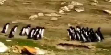Viral Video: Two Groups Of Penguins Met On The Way, Stopped And Asked Each Others Well Being, You Will Be Surprised To See The Video
