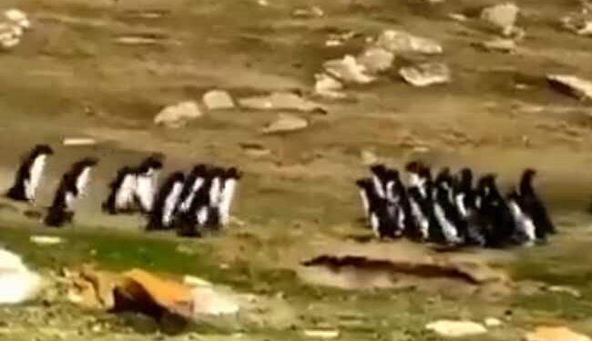 Viral Video: Two Groups Of Penguins Met On The Way, Stopped And Asked Each Others Well Being, You Will Be Surprised To See The Video