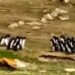 Viral Video: Two Groups Of Penguins Met On The Way, Stopped And Asked Each Others Well Being, You Will Be Surprised To See The Video