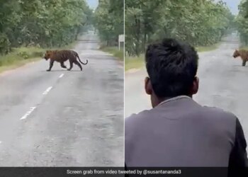 Youth Risking Their Lives To Take Selfie With Tiger In Panna Tiger Reserve Watch Viral Video