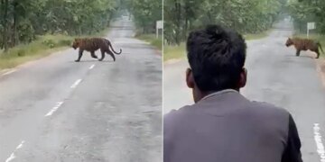 Youth Risking Their Lives To Take Selfie With Tiger In Panna Tiger Reserve Watch Viral Video