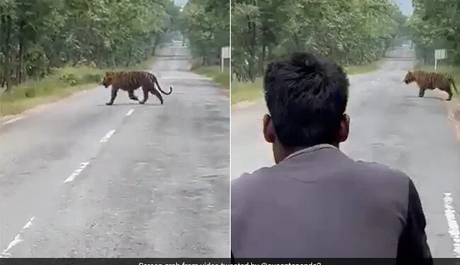 Youth Risking Their Lives To Take Selfie With Tiger In Panna Tiger Reserve Watch Viral Video