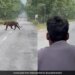 Youth Risking Their Lives To Take Selfie With Tiger In Panna Tiger Reserve Watch Viral Video