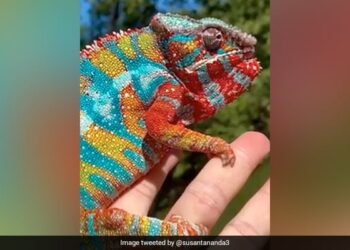 Panther Chameleon Shows Its Most Brilliant Colours IFS Shared This Beautiful Viral Video