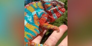 Panther Chameleon Shows Its Most Brilliant Colours IFS Shared This Beautiful Viral Video