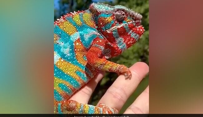 Panther Chameleon Shows Its Most Brilliant Colours IFS Shared This Beautiful Viral Video
