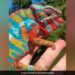 Panther Chameleon Shows Its Most Brilliant Colours IFS Shared This Beautiful Viral Video