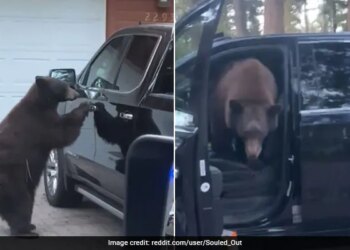 Black Bear Got Into A Woman Car And She Just Yelled At Him Then This Happened Next Watch Viral Video