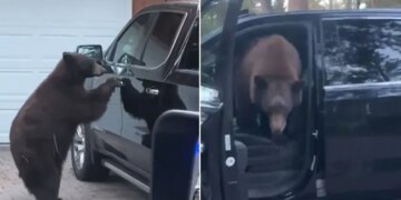 Black Bear Got Into A Woman Car And She Just Yelled At Him Then This Happened Next Watch Viral Video