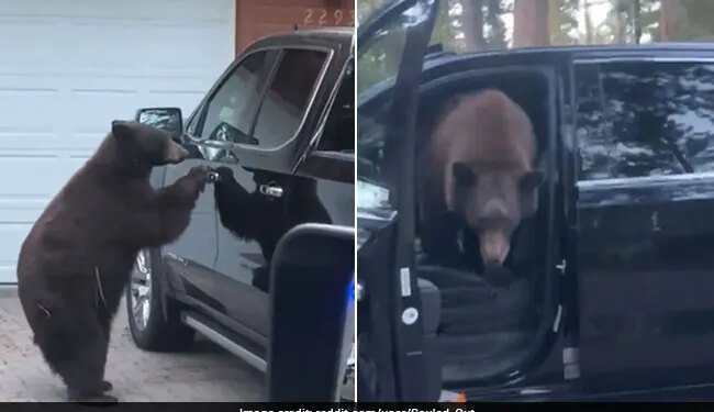 Black Bear Got Into A Woman Car And She Just Yelled At Him Then This Happened Next Watch Viral Video