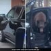 Black Bear Got Into A Woman Car And She Just Yelled At Him Then This Happened Next Watch Viral Video