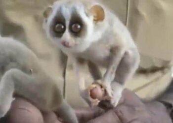 Which Creature Is This? IFS Officer Shared A Video Of A Strange Creature And Asked People The Name