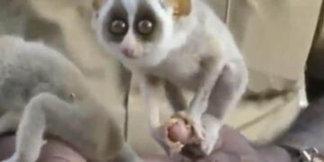 Which Creature Is This? IFS Officer Shared A Video Of A Strange Creature And Asked People The Name