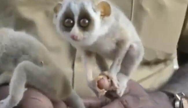 Which Creature Is This? IFS Officer Shared A Video Of A Strange Creature And Asked People The Name