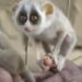 Which Creature Is This? IFS Officer Shared A Video Of A Strange Creature And Asked People The Name