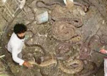 Rescue Operation Of Snake: Video Of Snake Rescue Inside Well Goes Viral On Social Media