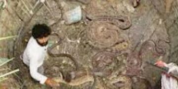 Rescue Operation Of Snake: Video Of Snake Rescue Inside Well Goes Viral On Social Media