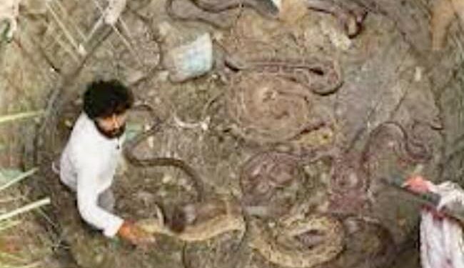 Rescue Operation Of Snake: Video Of Snake Rescue Inside Well Goes Viral On Social Media