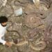 Rescue Operation Of Snake: Video Of Snake Rescue Inside Well Goes Viral On Social Media