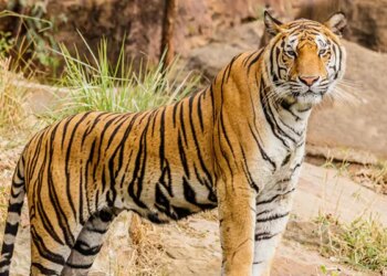 केरल में हत्यारे बाघ का पता लगाने के लिए ड्रोन का इस्तेमाल कर रहे हैं वन अधिकारी