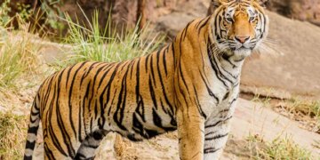 केरल में हत्यारे बाघ का पता लगाने के लिए ड्रोन का इस्तेमाल कर रहे हैं वन अधिकारी